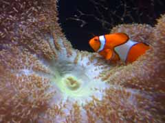 clownfish